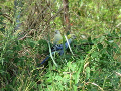 Platycercus adscitus