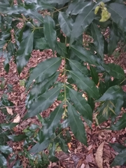 Syzygium floribundum