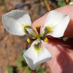 Moraea tricuspidata