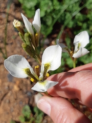 Moraea tricuspidata