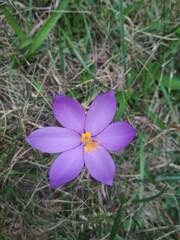 Crocus nudiflorus