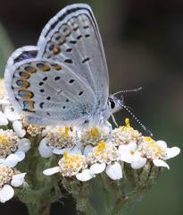 Plebejus fridayi