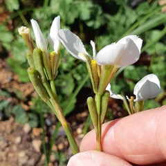 Moraea tricuspidata
