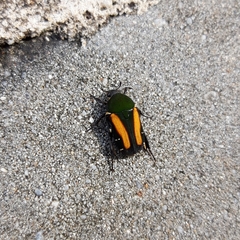 Glycyphana festiva