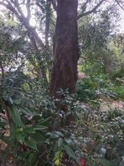 Syzygium floribundum