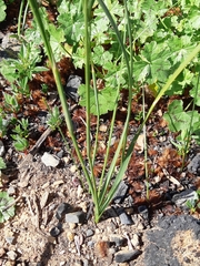 Moraea tricuspidata