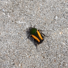 Glycyphana festiva