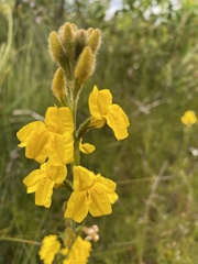 Goodenia stelligera