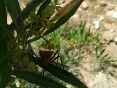 Galaesus hasticornis