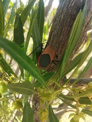 Galaesus hasticornis