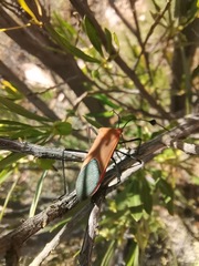 Galaesus hasticornis