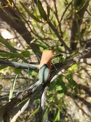 Galaesus hasticornis