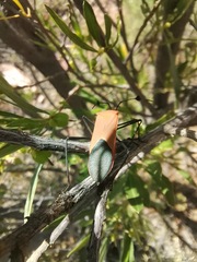 Galaesus hasticornis