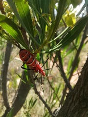 Galaesus hasticornis