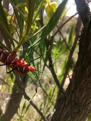 Galaesus hasticornis