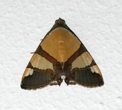 Eulepidotis julianata