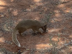 Cynictis penicillata