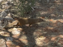 Cynictis penicillata