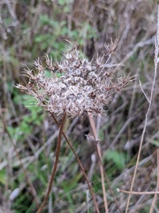 Daucus carota