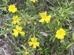 Hibbertia furfuracea