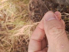 Rytidosperma caespitosum