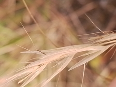 Rytidosperma caespitosum