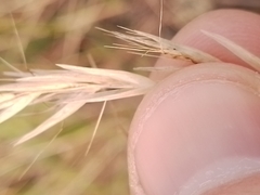 Rytidosperma caespitosum