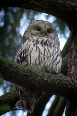 Strix uralensis