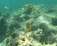 Chaetodon aureofasciatus