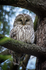 Strix uralensis