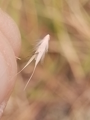 Rytidosperma caespitosum
