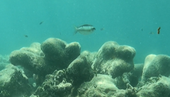 Scolopsis margaritifera