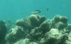 Scolopsis margaritifera