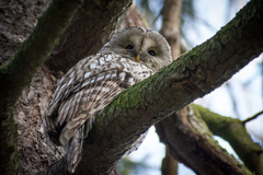 Strix uralensis