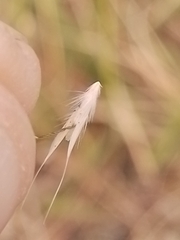 Rytidosperma caespitosum
