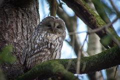 Strix uralensis
