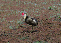 Irediparra gallinacea