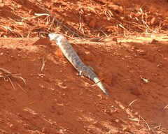Tiliqua scincoides intermedia