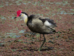 Irediparra gallinacea