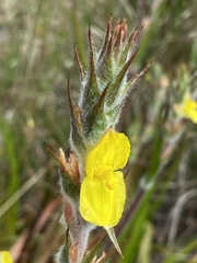 Philydrum lanuginosum