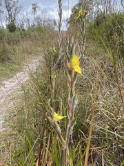 Philydrum lanuginosum