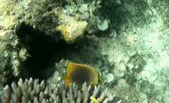 Chaetodon aureofasciatus