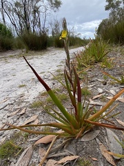Philydrum lanuginosum