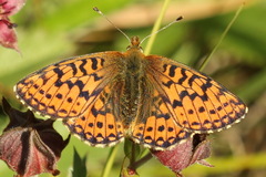 Boloria aquilonaris