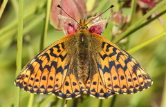 Boloria aquilonaris