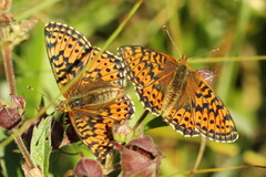 Boloria aquilonaris