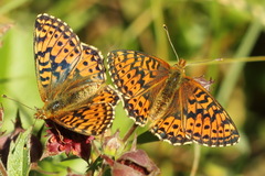 Boloria aquilonaris