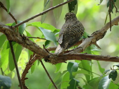 Cacomantis variolosus