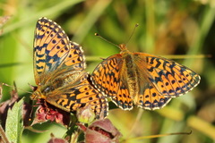 Boloria aquilonaris