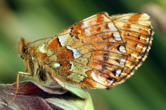 Boloria aquilonaris
